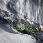 Growing Your Business Quickly And Effectively Like A Weed
